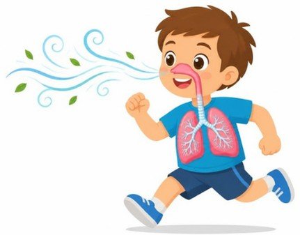 Ficha del aparato respiratorio para 5.º de Primaria (con soluciones)